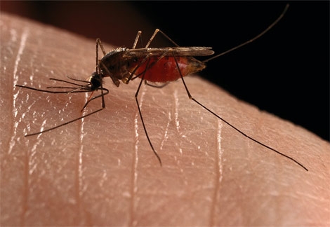 Dùng nấm thuần hoá muỗi truyền bệnh sốt rét có thật sự hiệu quả hay không?