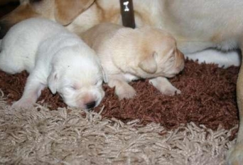 Anunt Imagine - PUI LABRADORI RETRIVER AURII