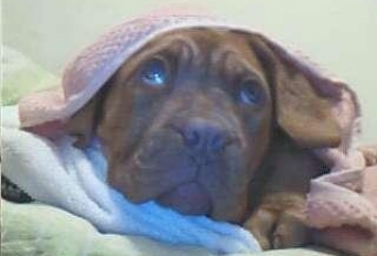 Anunt Imagine - VAND DOGUE DE BORDEAUX