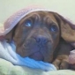 Imagine VAND DOGUE DE BORDEAUX