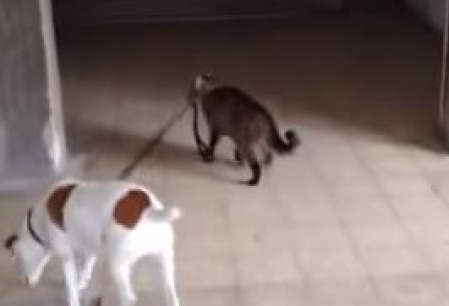 Ce te faci daca ai un catel 