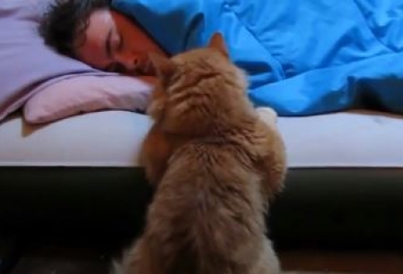 Cine mai are nevoie de alarma dimineata atunci cand ai pisica